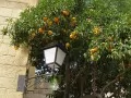open picture: «Oranges in Spain»