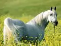 White horse in colours
