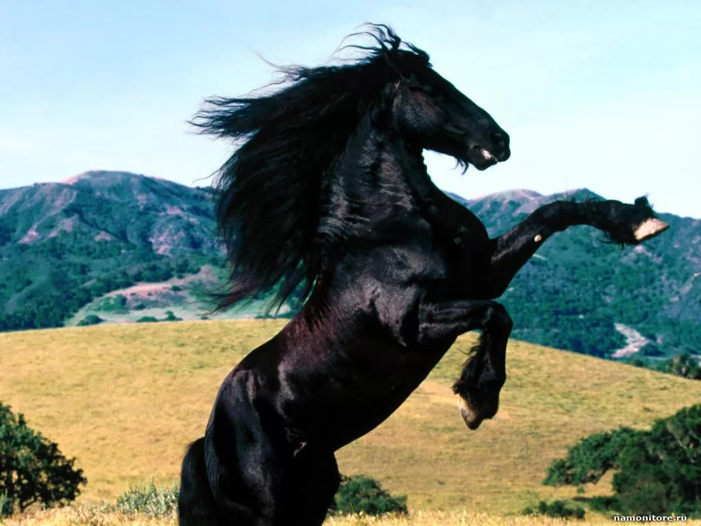 Чёрный конь на дыбах, животные, лошади, на дыбах, чёрное х