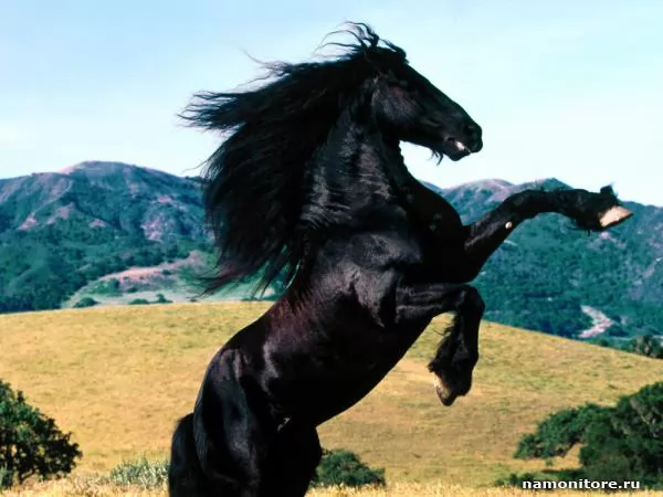 Чёрный конь на дыбах, Лошади
