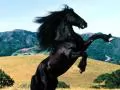open picture: «Black horse on racks»