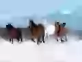 Four of horses on snow-white plain