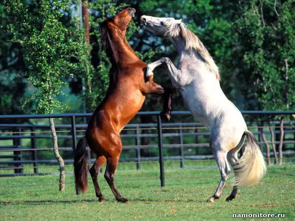 Two horses on racks, Horses