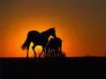 обои для рабочего стола: «Две лошади на фоне заката»