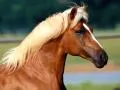 Close up a muzzle of a horse