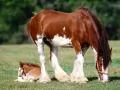 Horse and a sleeping foal