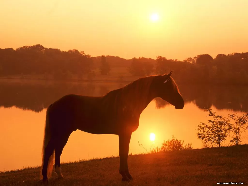 Horse at a reservoir on a sunset, animals, horses, orange, sun, sunsets x