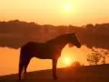 open picture: «Horse at a reservoir on a sunset»