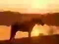 Horse at a reservoir on a sunset