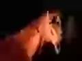 Muzzle of a horse close up
