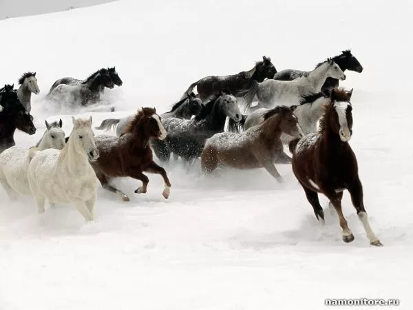 Скачущие по снегу лошади, Лошади