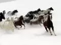 horses Skipping on snow