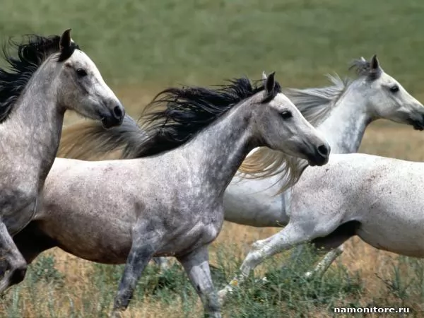 Herd of white horses, Horses