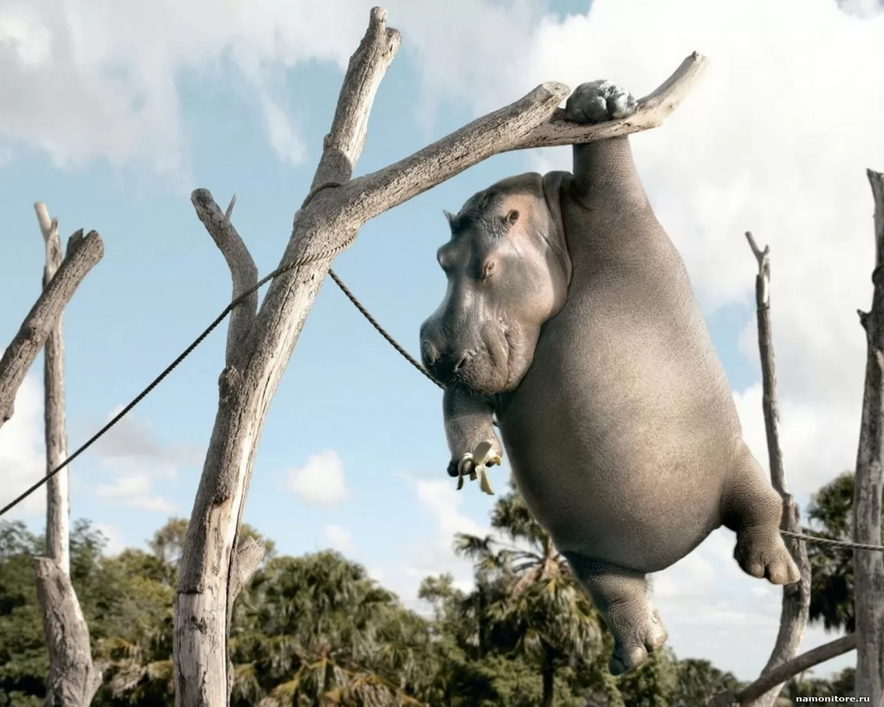 Бегемот с бананом на дереве, 3D, бегемоты, животные, рисованное, юмор х