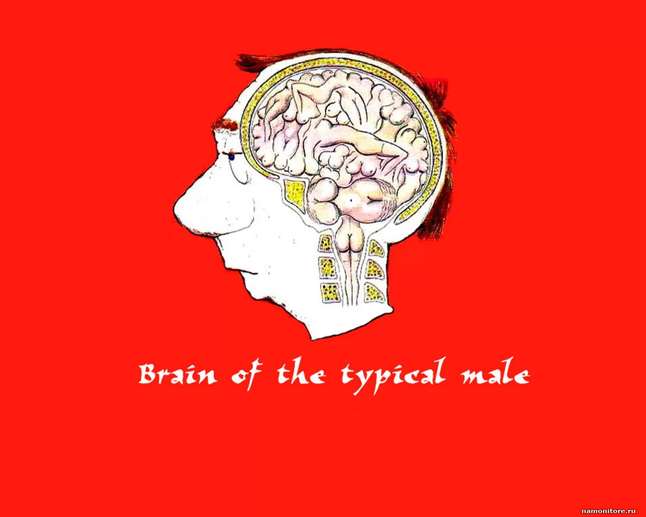 Brain of the topical male, ,  