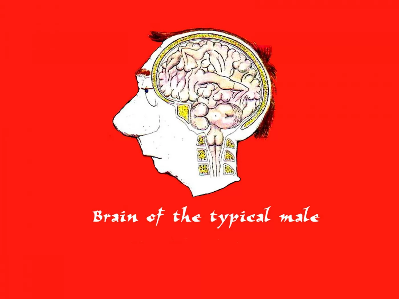 Brain of the topical male, ,  