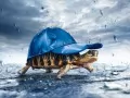 open picture: «Turtle in a cap in the rain»