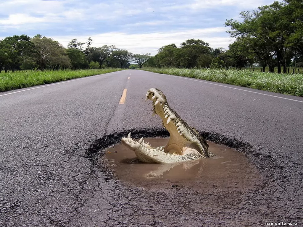 Крокодил в яме на дороге, земноводные, крокодилы, шоссе, юмор х