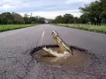 обои для рабочего стола: «Крокодил в яме на дороге»