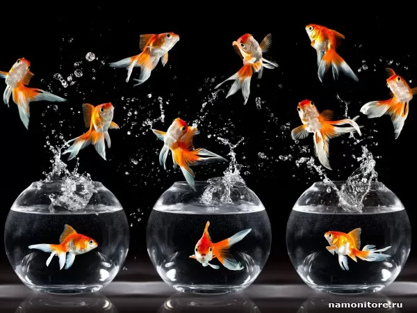 Dancing goldfishes, Humour