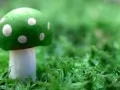open picture: «Green fly agaric»