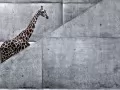 обои для рабочего стола: «Жираф на лестнице»