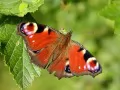 open picture: «Orange butterfly»