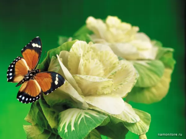 Butterfly on cabbage, Insects