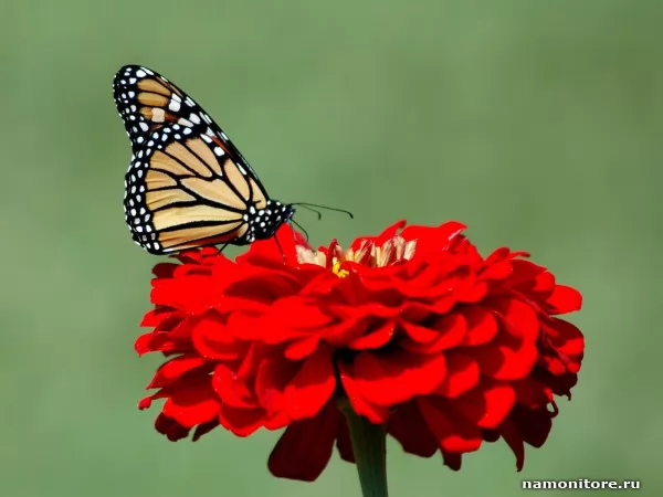 Бабочка на красном цветке, Насекомые