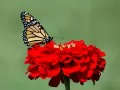 выбранное изображение: «Бабочка на красном цветке»