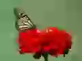 The Butterfly on a red flower