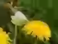 Butterfly on a dandelion