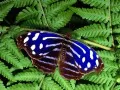 The Butterfly on a fern