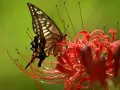 open picture: «Butterfly on a flower»