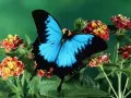 The Butterfly on a flower