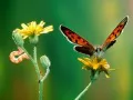 The Butterfly on a flower