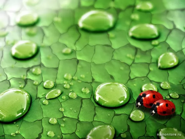 Ladybirds and water drops, Insects