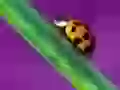 The Ladybird