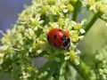 The Ladybird on a flower