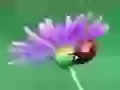 Small insect on a flower
