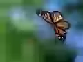 Danaida-monarch