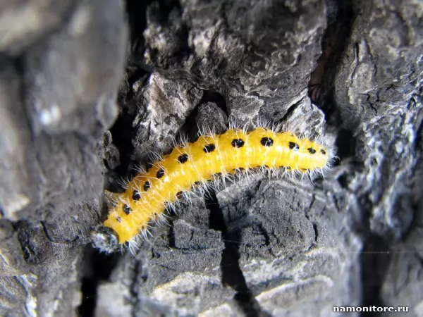 Caterpillar, Insects