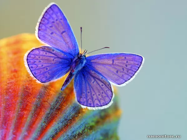 Маленькая бабочка, Насекомые