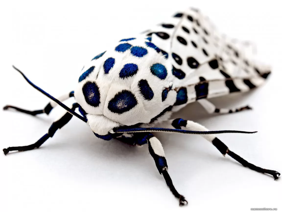 Moth, best, black-and-white, clipart, insects, white x