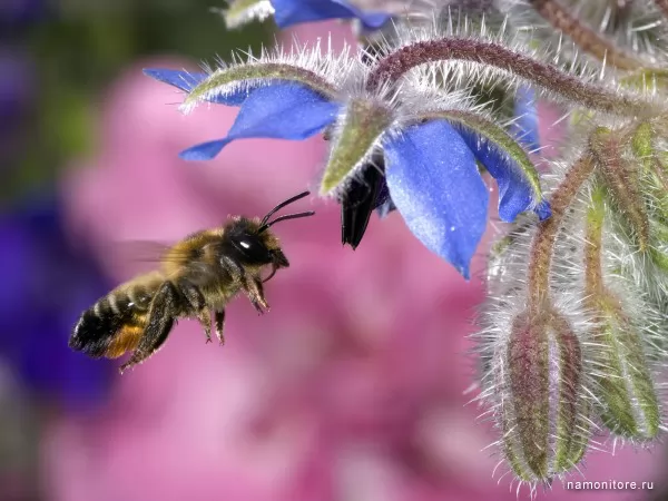 Пчела у цветка, Насекомые