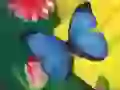 Dark blue butterfly