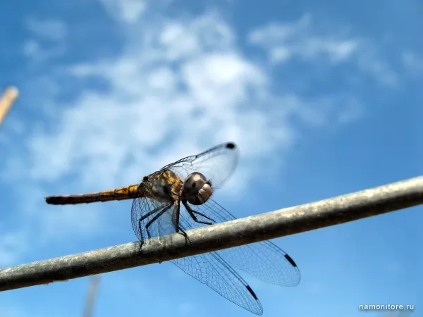 Dragonfly, Insects