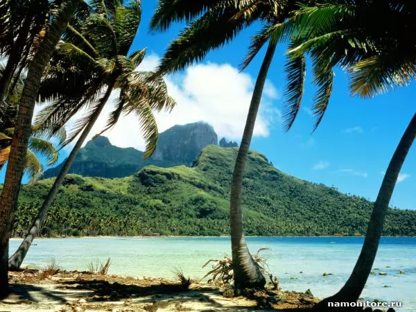 Стволы пальмы на фоне горы, Острова, тропики