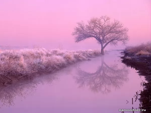 Tree in a fog, Landscapes