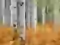Autumn wood
